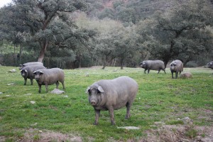 1. El cerdo en la dehesa de Cortegana
