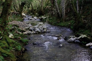 3. Bosque de ribera en la Rivera de Alcalaboza.